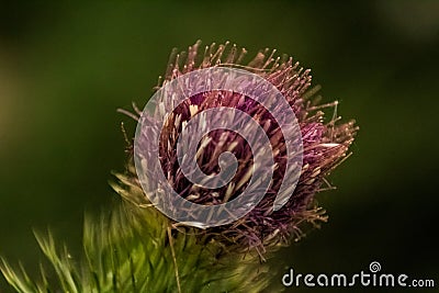 Dutch purple thistle in the evening with a blurry green background Stock Photo