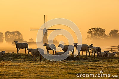 Dutch sheep in morning mist Stock Photo