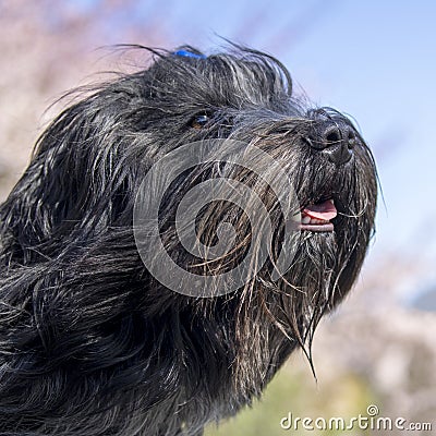 Dutch sheepdog Schapendoes Stock Photo