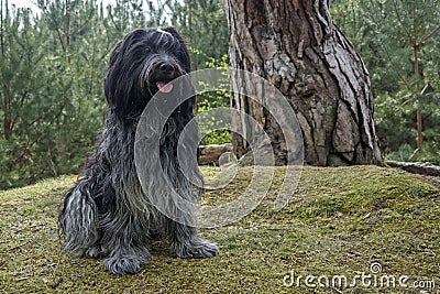 Dutch sheepdog, Schapendoes. Stock Photo