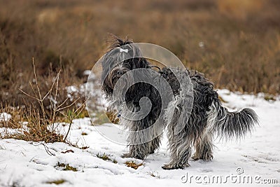 Dutch Shepherd Dog (Schapendoes) on the heath in winter Stock Photo