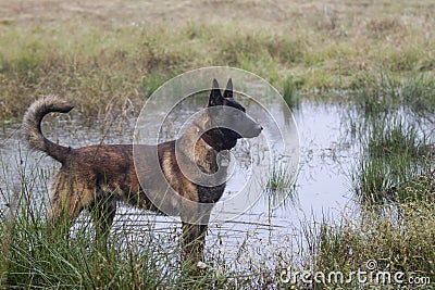 Dutch Shepherd dog standing in water, off leash Stock Photo