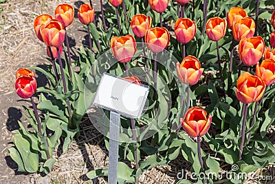 Dutch show garden with several kind of colorful tulips. Stock Photo