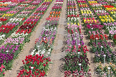 Dutch show garden with several kind of colorful tulips. Stock Photo