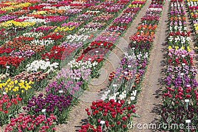 Dutch show garden with several kind of colorful tulips. Stock Photo