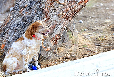 Dutch Spaniel Kooiker Hound sits near a large pine tree in a park Stock Photo