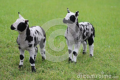 Dutch spotted sheep lambs Stock Photo