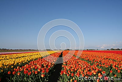 Dutch tulip field Stock Photo