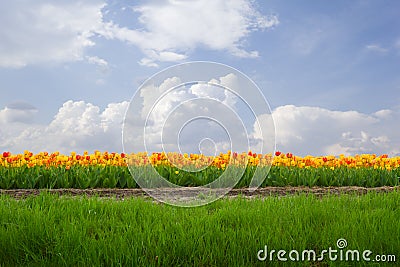 Dutch tulip field in sunny day Stock Photo