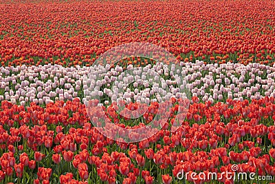 Dutch Tulip fields Stock Photo