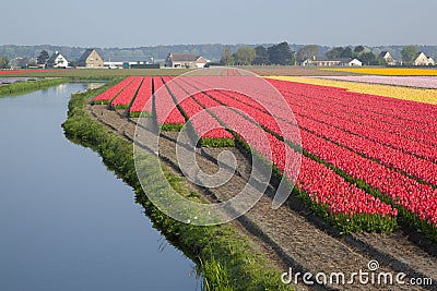 Dutch Tulip fields Stock Photo
