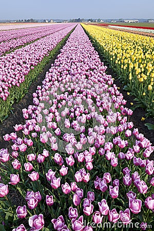 Dutch Tulip fields Stock Photo