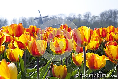 Dutch Tulip fields Stock Photo