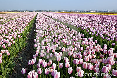 Dutch Tulip fields Stock Photo