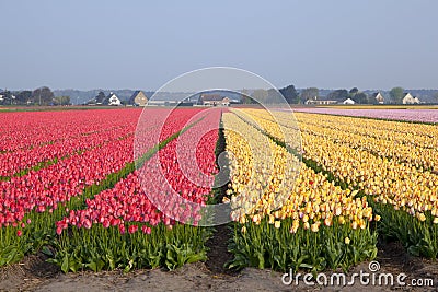 Dutch Tulip fields Stock Photo