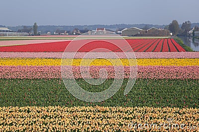 Dutch Tulip fields Stock Photo