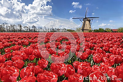 Dutch tulip windmill plantation field landscape Stock Photo