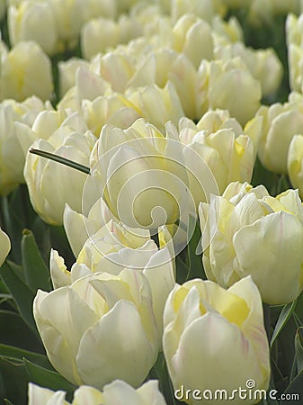 Dutch tulipfield 8 Stock Photo