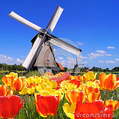 Dutch tulips and windmills Stock Photo