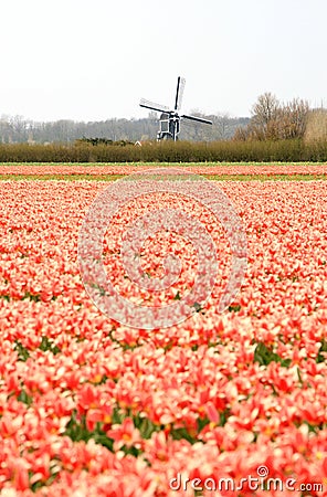 Dutch wind mill and red tulip fields Stock Photo