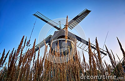 Dutch windmill behind the cornfield, in Benz on the island of Usedom. Germany Stock Photo