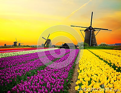 Dutch windmill over tulips field Stock Photo