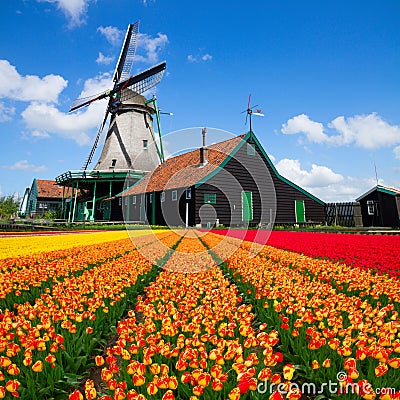 Dutch windmill over tulips field Stock Photo