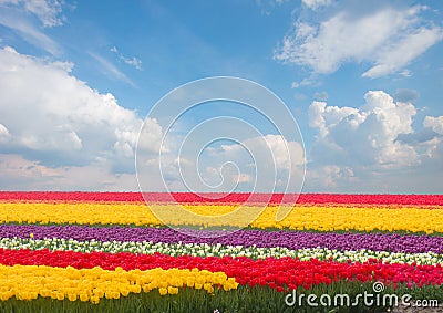 Dutch yellow tulip fields in sunny day Stock Photo