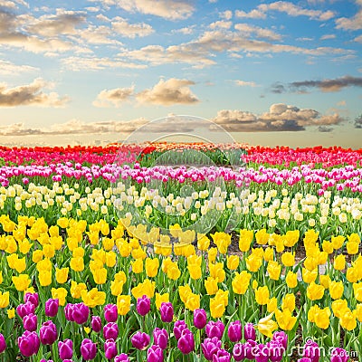 Dutch yellow tulip fields in sunny day Stock Photo