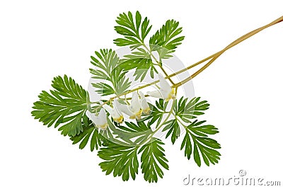 Dutchman's Breeches Dicentra cucullaria Stock Photo