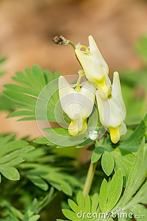 Dutchman`s Breeches - Dicentra cucullaria Stock Photo