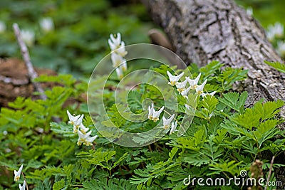 Dutchman`s Breeches Wild Flower On The Forest Floor Stock Photo