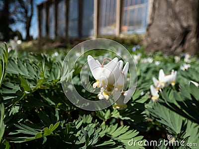 Dutchman's britches or breeches (Dicentra cucullaria) with white flowers in bright sunlight in early spring Stock Photo