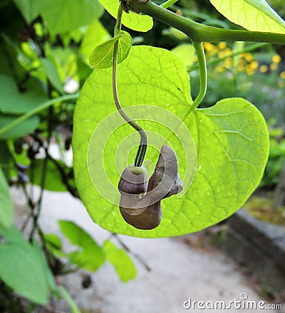 Dutchman`s pipe or pipevine Stock Photo