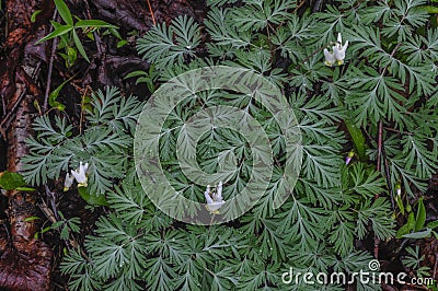 Dutchmen's Breeches, Dicentra Cucullaria, In Flower, Growing In Stock Photo