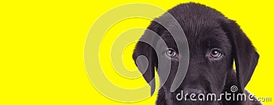 Dutiful black Labrador Retriever cub listening and being focused Stock Photo