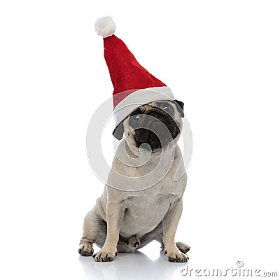 Dutiful pug waiting and wearing a Santa Clause hat Stock Photo