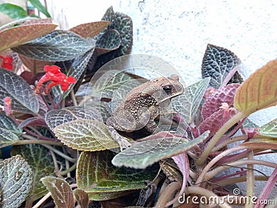 Duttaphrynus melanostictus frog sri lanka Stock Photo