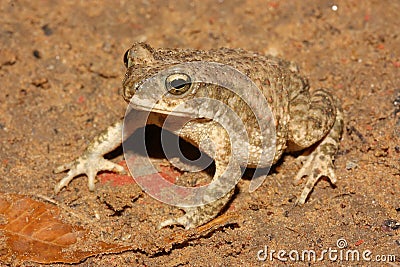 Duttaphrynus stomaticus - Indian marbled toad, Punjab toad, Indus Valley toad, or marbled toad in a natural habitat Stock Photo
