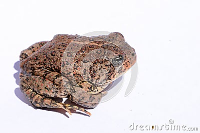 Dwarf American Toad Stock Photo