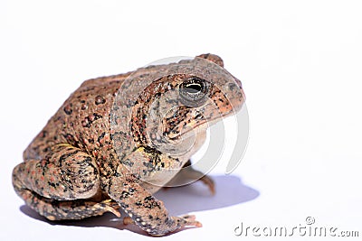 Dwarf American Toad Stock Photo