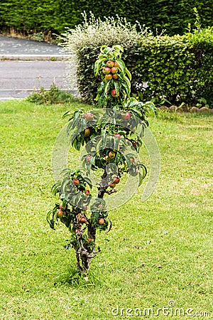 Dwarf apple tree in a lawn Stock Photo