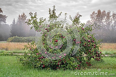 Dwarf apple tree with red fruits on hazy morning Stock Photo