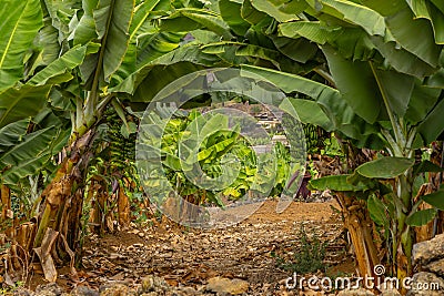 Dwarf banana plant Dwarf Cavendish banana plantation in Tenerife Stock Photo