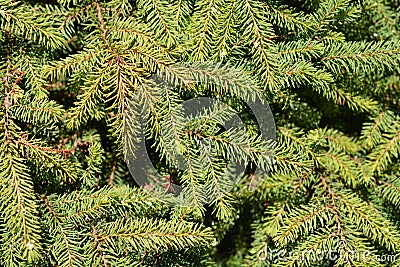 Dwarf black spruce Stock Photo