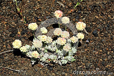 Dwarf Buckwheat Eriogonum Species at Craters of the Moon National Monument Stock Photo