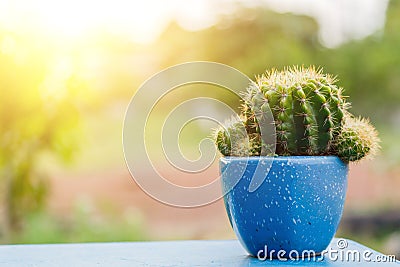 The dwarf cactus That live alone Stock Photo