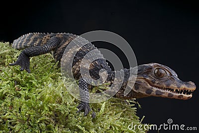 Dwarf Caiman / Paleosuchus palpebrosus Stock Photo