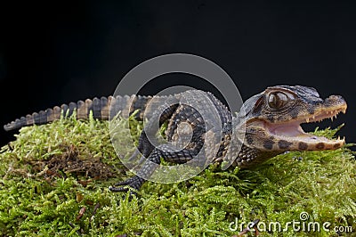 Dwarf Caiman / Paleosuchus palpebrosus Stock Photo