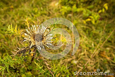 Dwarf carline thistle in autumn in Germany Stock Photo